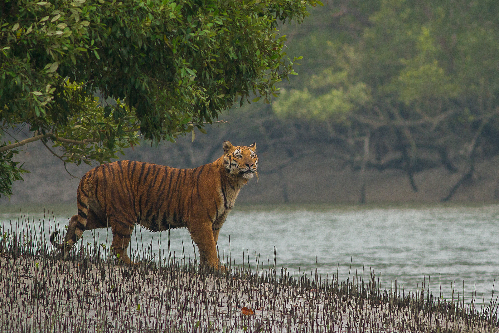 A Royal Bengal Tiger beside a forest canal in the Sundarbans