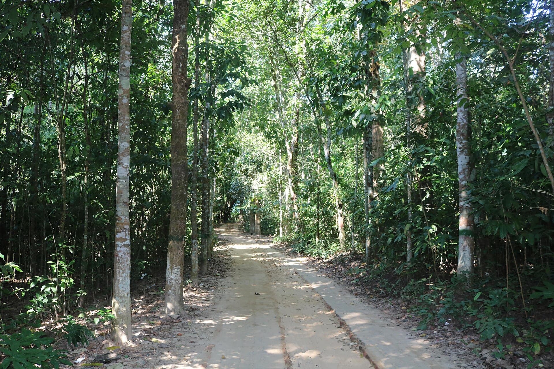 Tropical rainforest canopy in Lawachara National Park near Srimangal