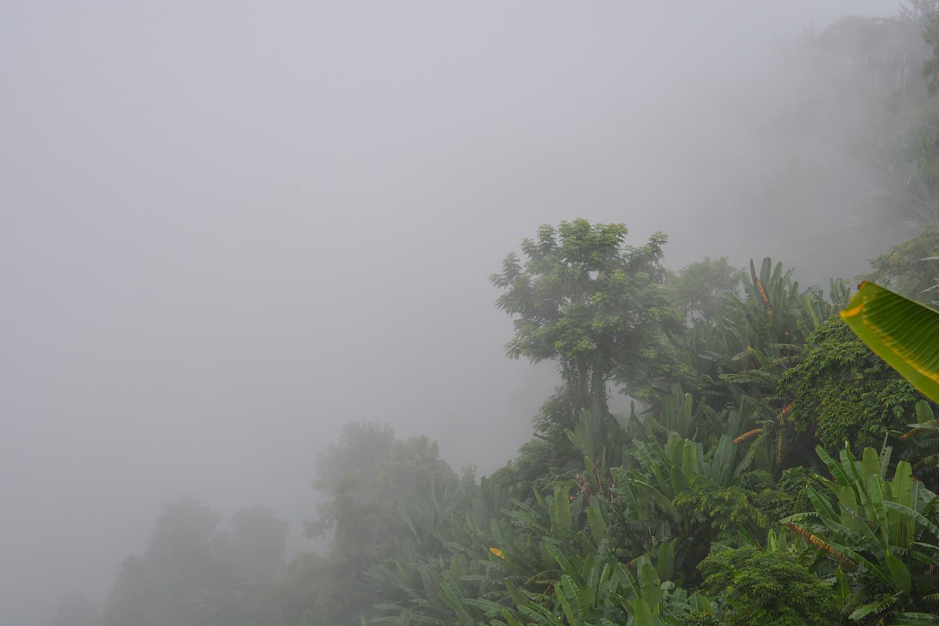 Green hills and low cloud at Nilachal after rain, Bandarban