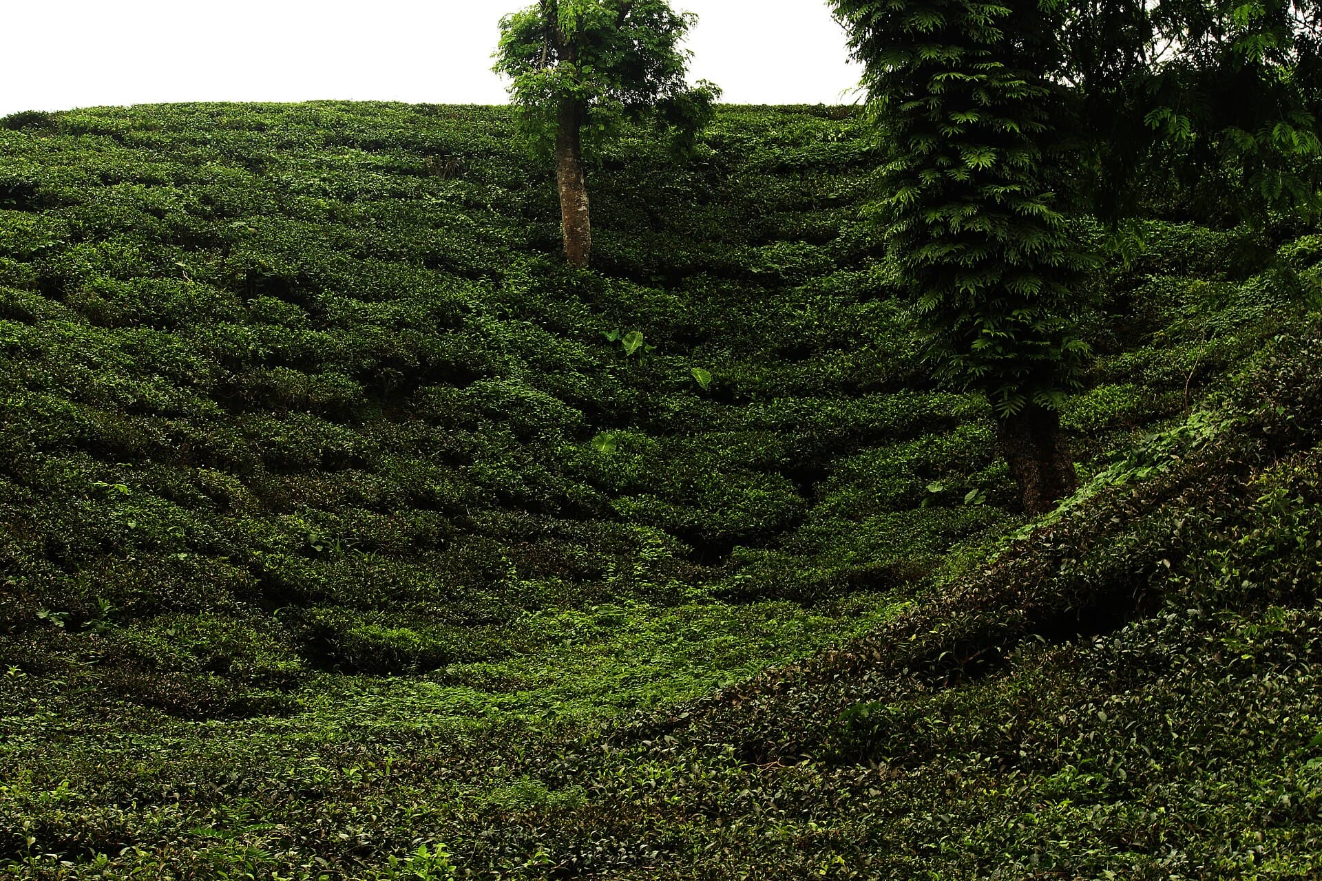 Rolling rows of green tea bushes in the tea gardens of Srimangal