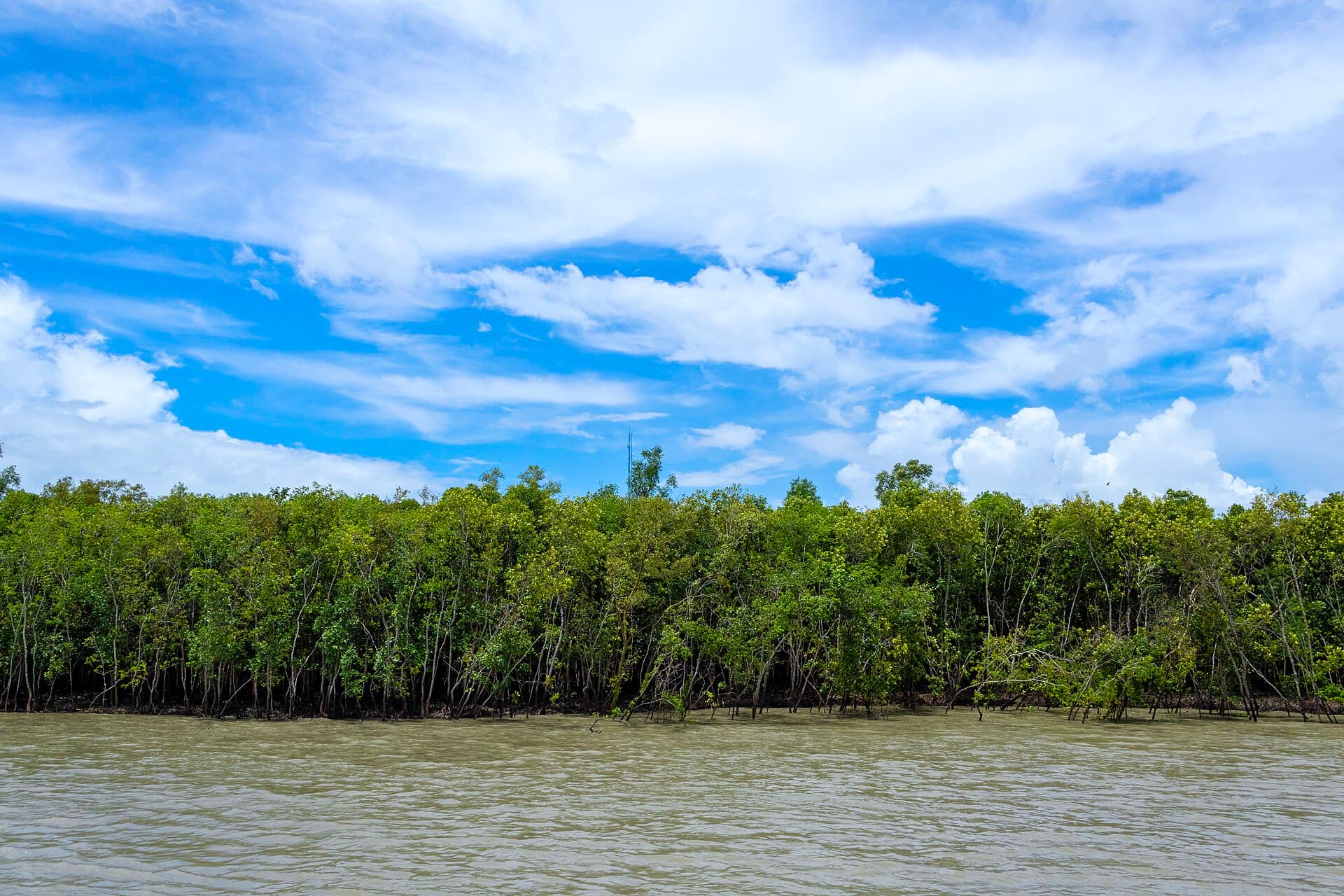 Mangrove forest of the Sundarbans during high tide