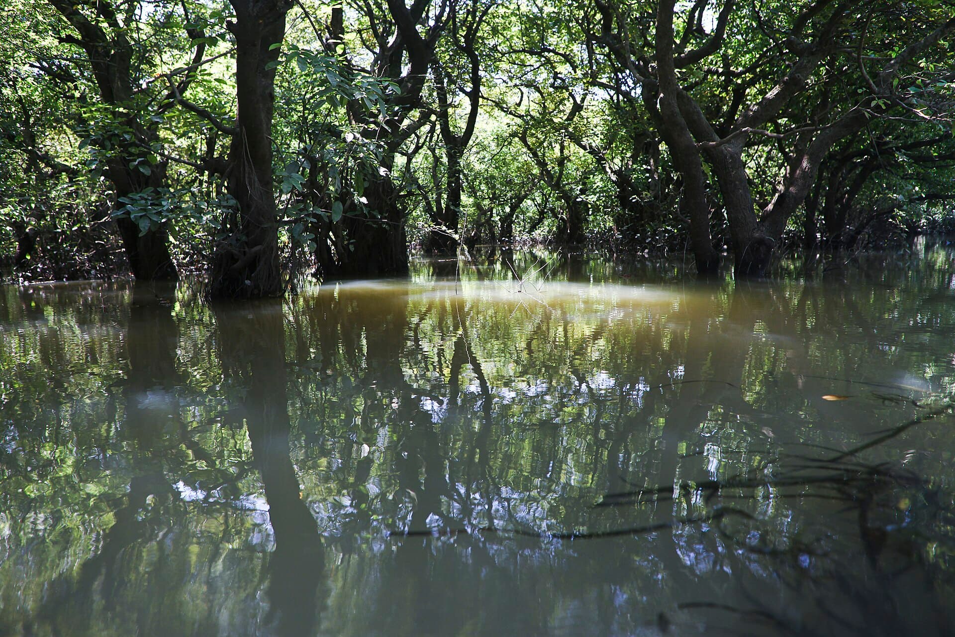 Trees standing in water at Ratargul Swamp Forest, Sylhet