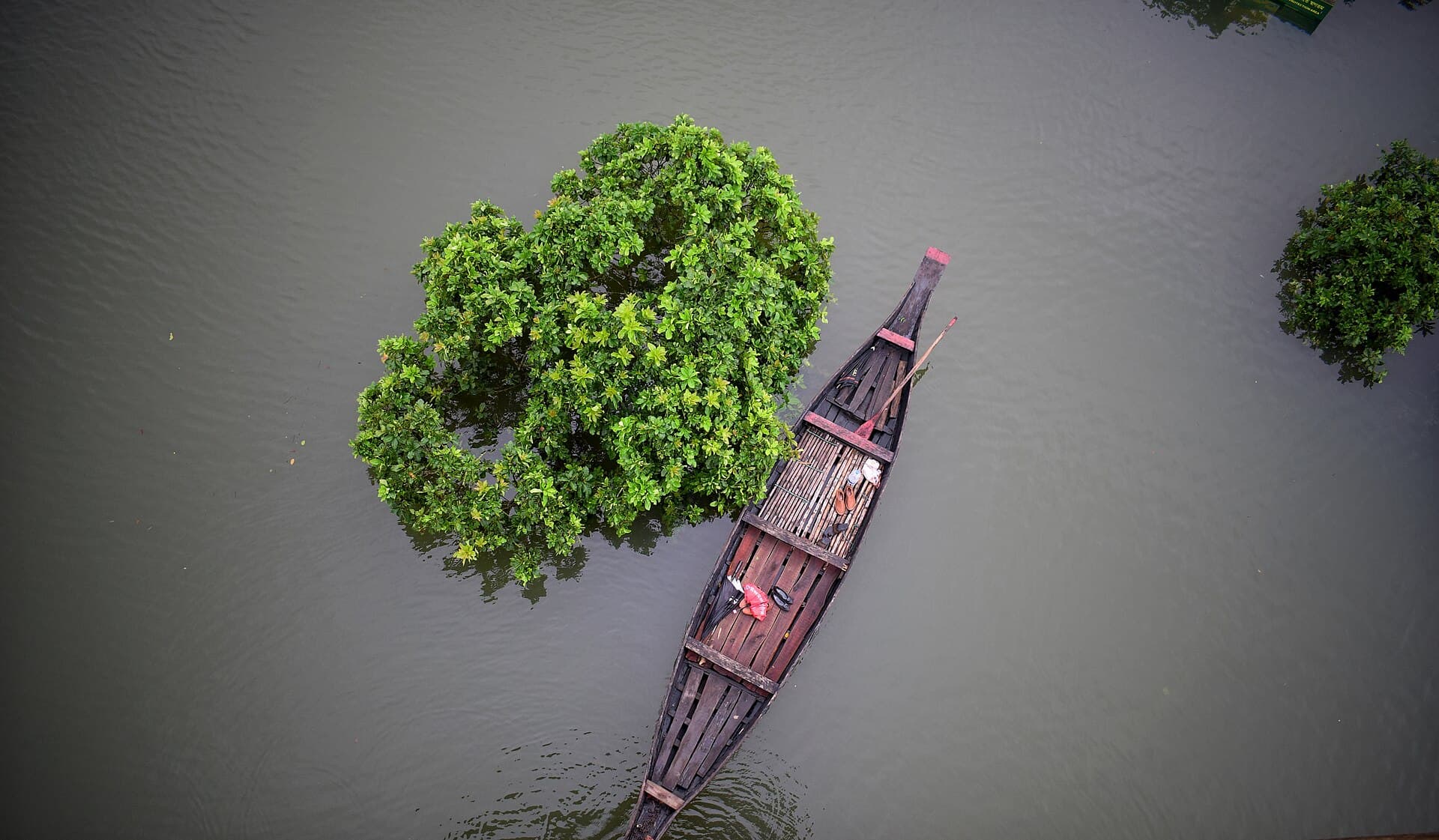 Aerial view over the flooded canopy of Ratargul Swamp Forest