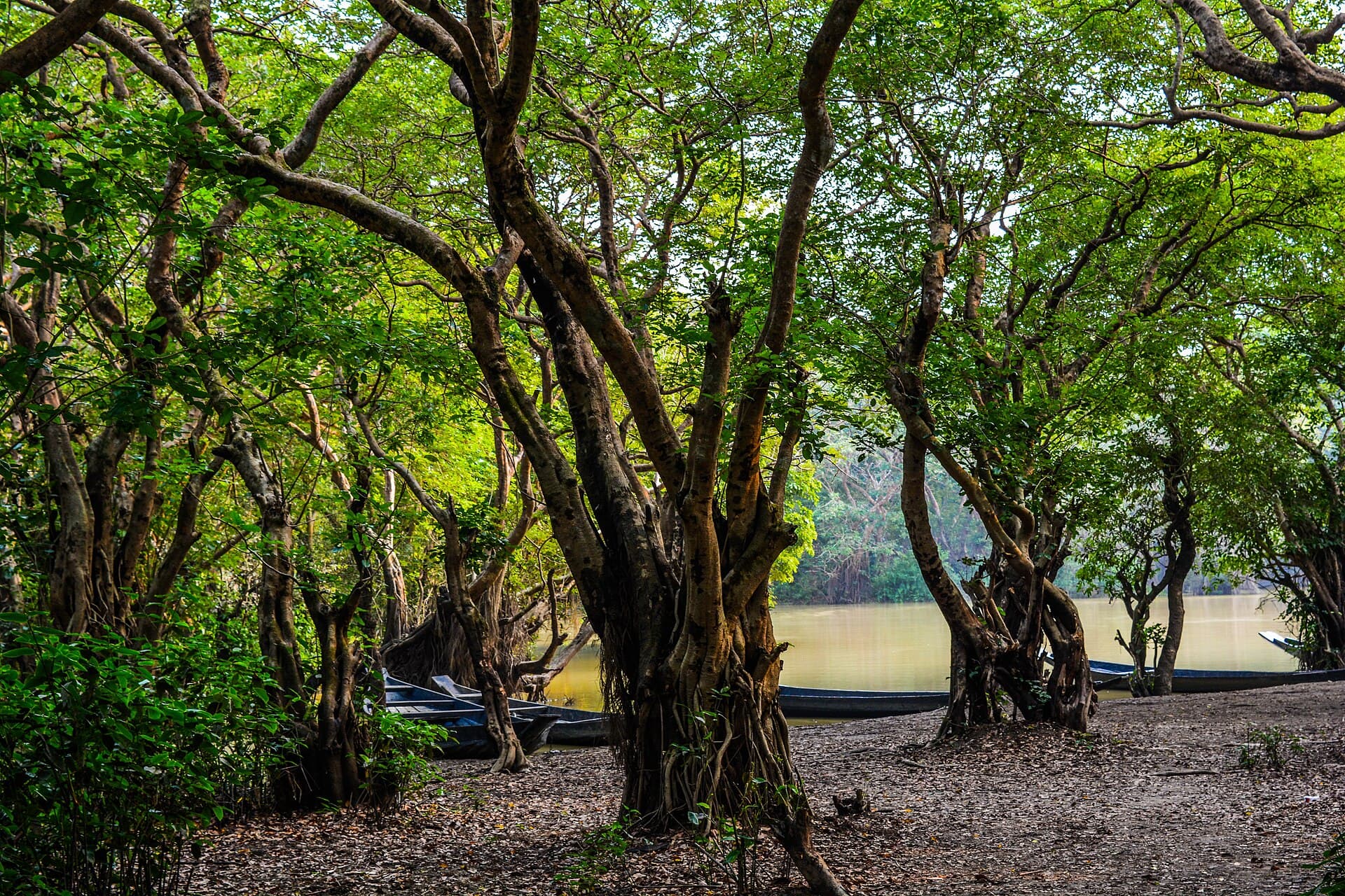 Calm channel reflecting the green canopy in Ratargul Swamp Forest