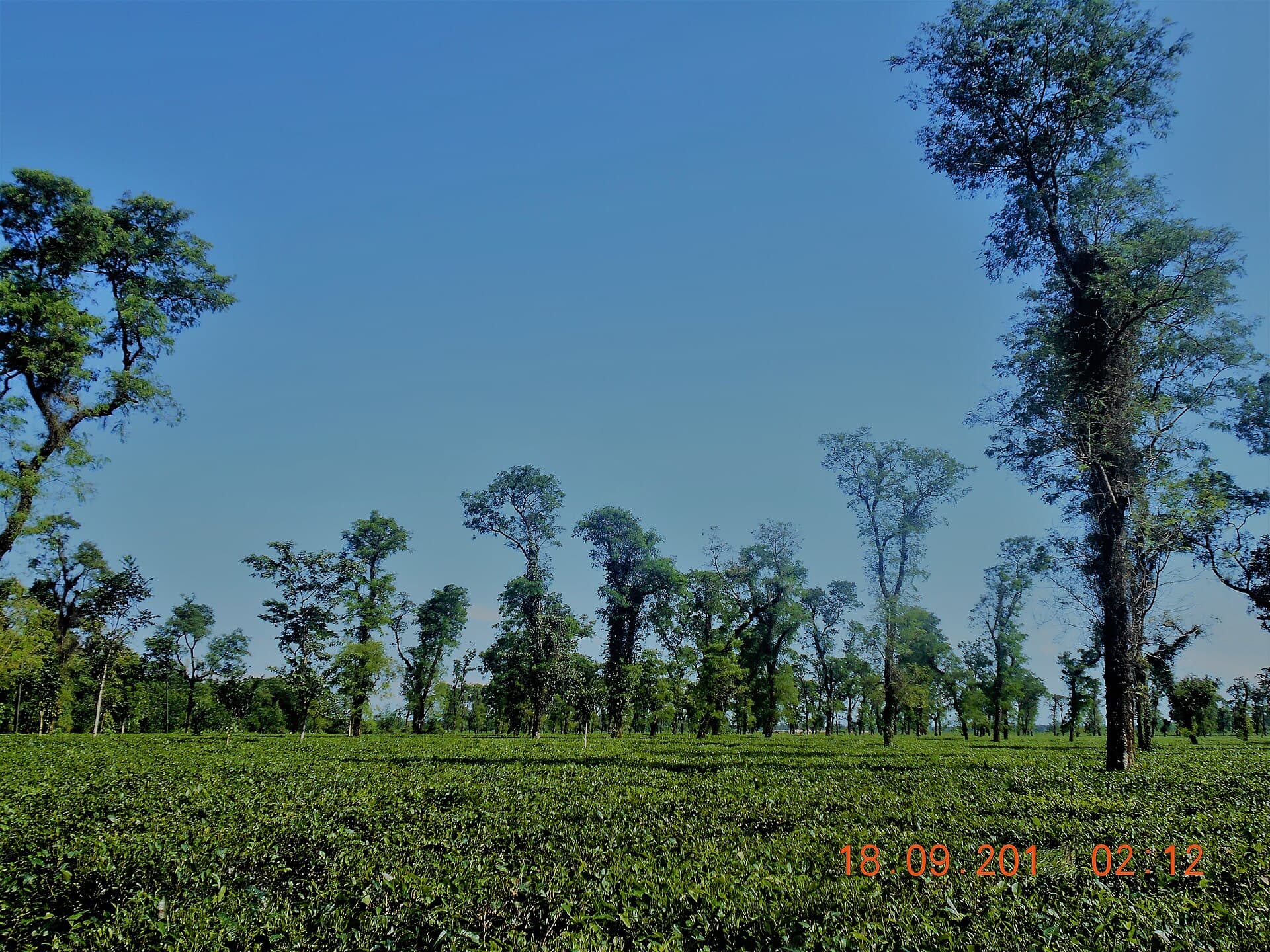 Green tea garden and hills near Jaflong, Sylhet