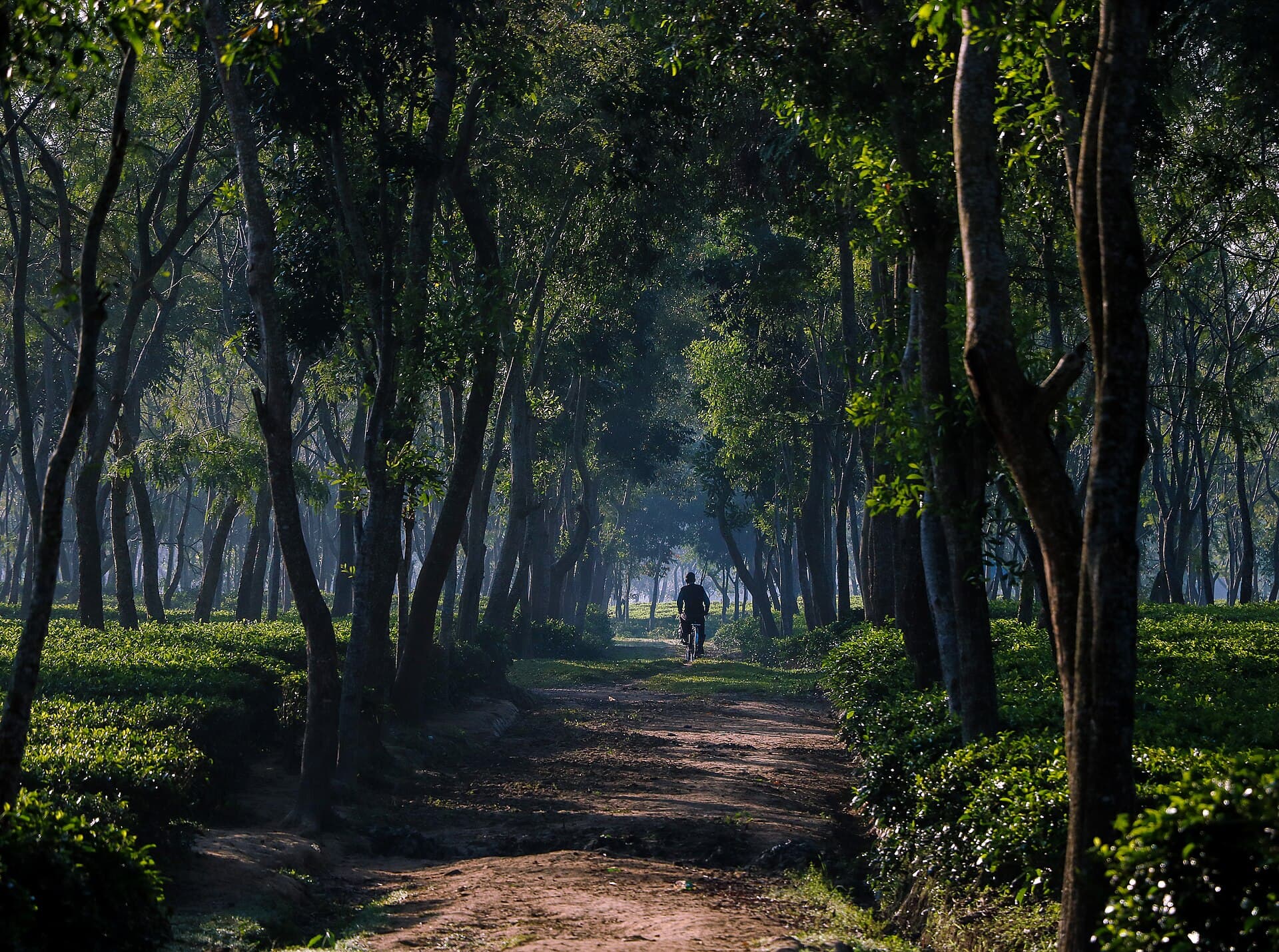 A calm misty morning over a tea garden near Srimangal, Bangladesh