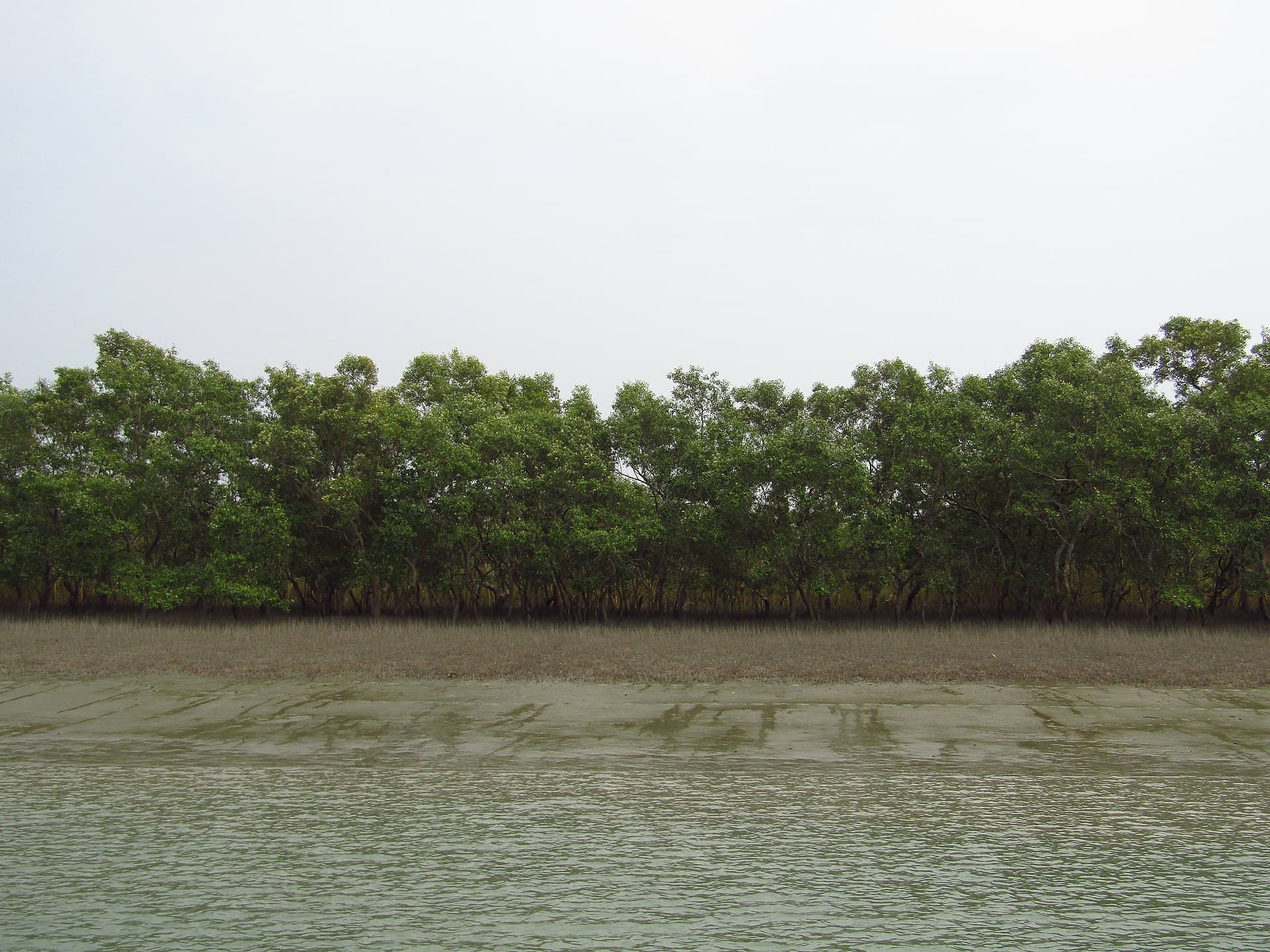 Dense mangrove forest and tidal channel in the Sundarbans